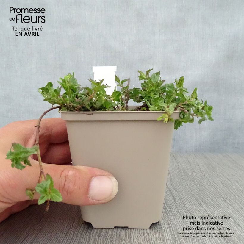 Example of Niederliegender Ehrenpreis Mrs Holt - Veronica prostrata Kleine Töpfe von 8/9 cm as you get in printemps