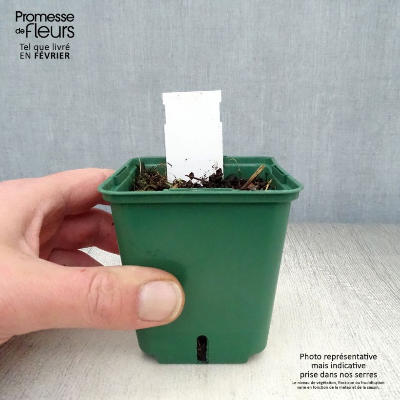 Exemplar von Kriechender Ehrenpreis Sunshine - Veronica repens Kleine Töpfe von 8/9 cm wie im Winter geliefert