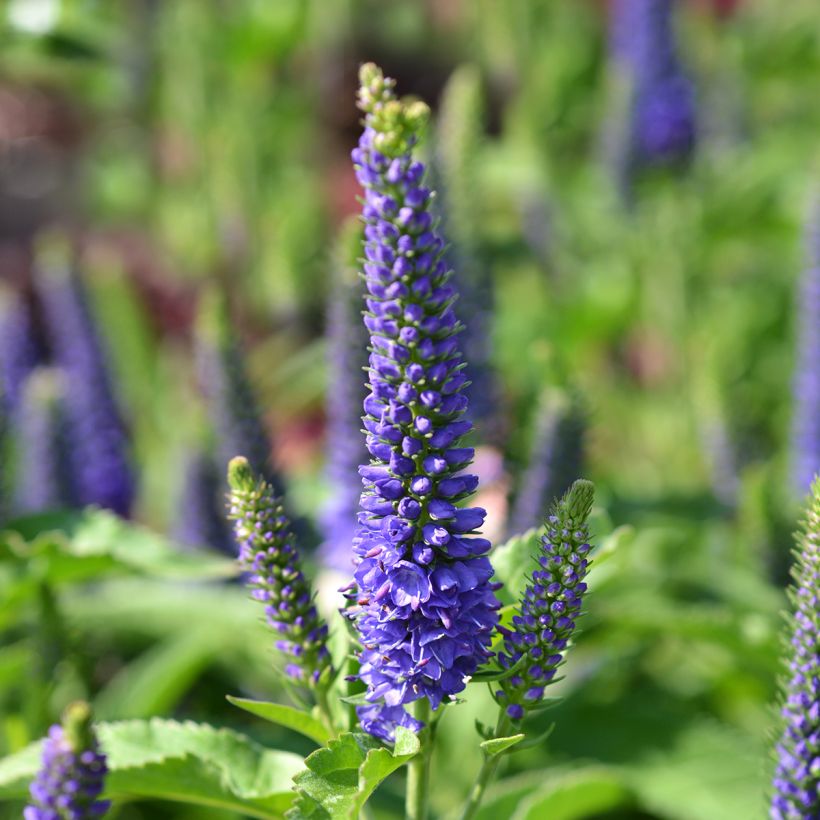 Veronica Baby Blue - Ehrenpreis (Flowering)