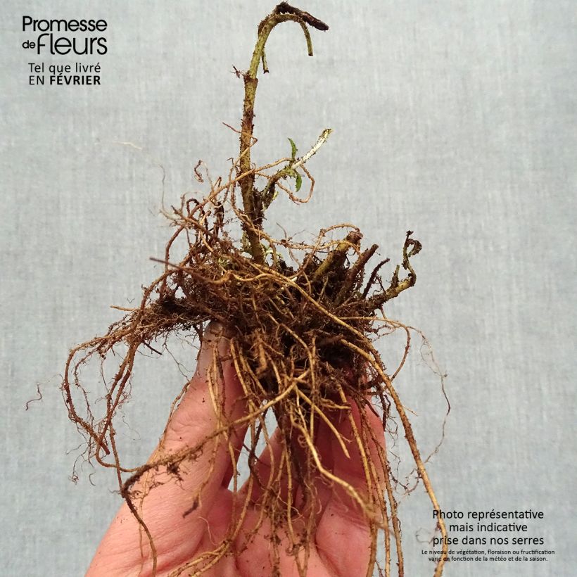 Example of Veronica Baby Blue - Ehrenpreis Wurzelnackt as you get in hiver