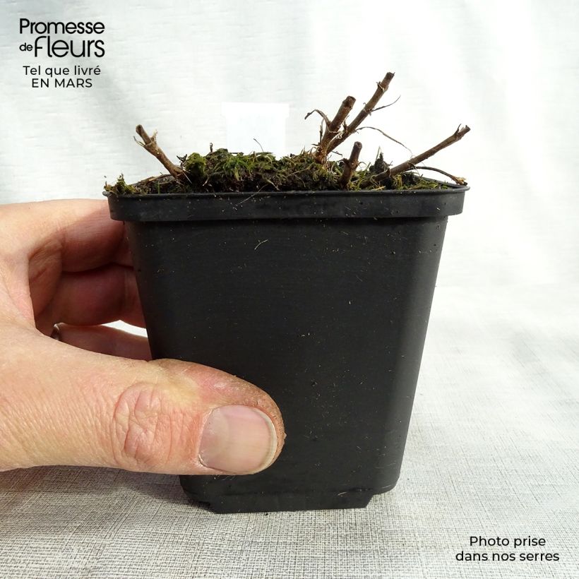 Example of Ähriger Ehrenpreis Barcarolle - Veronica spicata Kleine Töpfe von 8/9 cm as you get in printemps