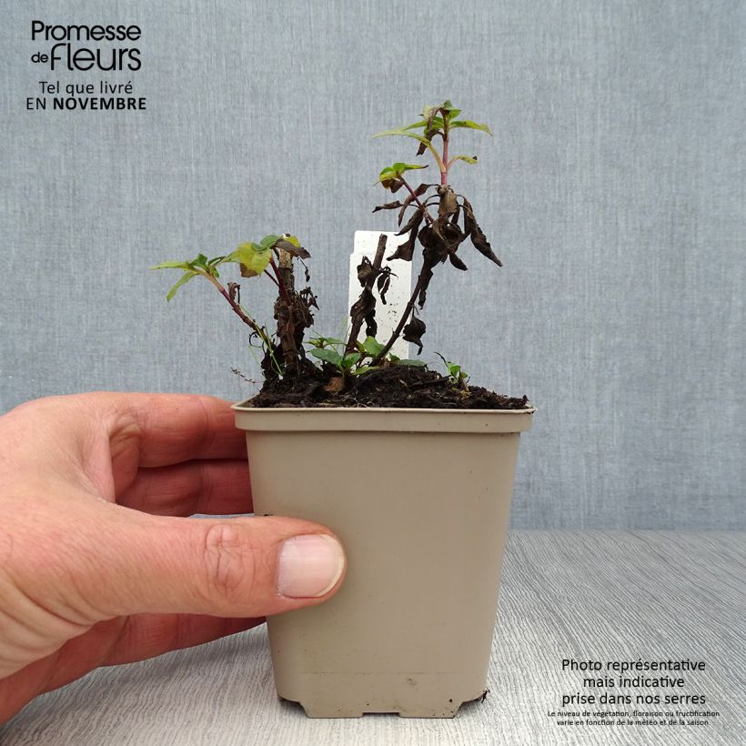 Exemplar von Ähriger Ehrenpreis Blue Candles - Veronica spicata Kleine Töpfe von 8/9 cm wie im Herbst geliefert