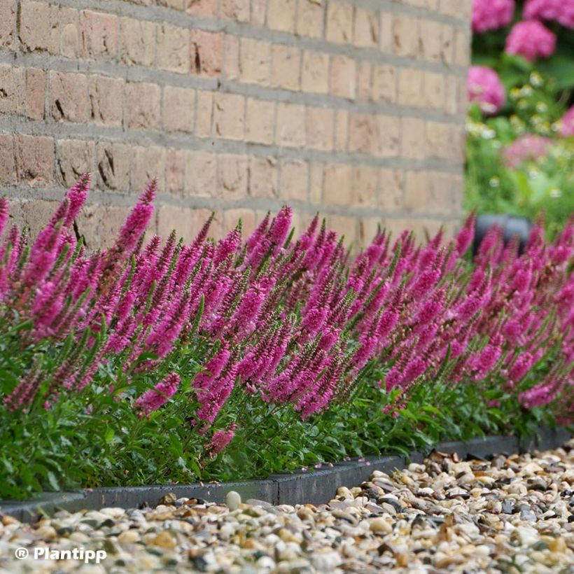 Ähriger Ehrenpreis Bubblegum Candles - Veronica spicata (Wuchs)