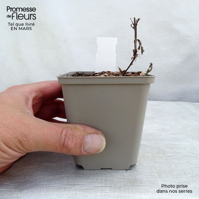 Exemplar von Ähriger Ehrenpreis Bubblegum Candles - Veronica spicata Kleine Töpfe von 8/9 cm wie im Frühjahr geliefert