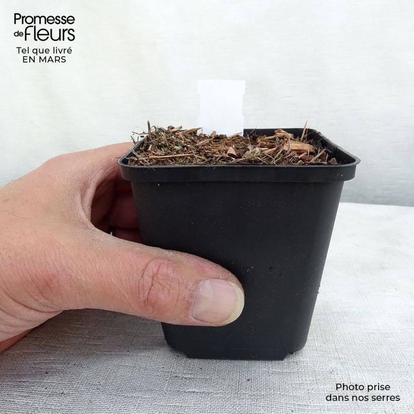 Example of Ähriger Ehrenpreis Erika - Veronica spicata Kleine Töpfe von 8/9 cm as you get in printemps