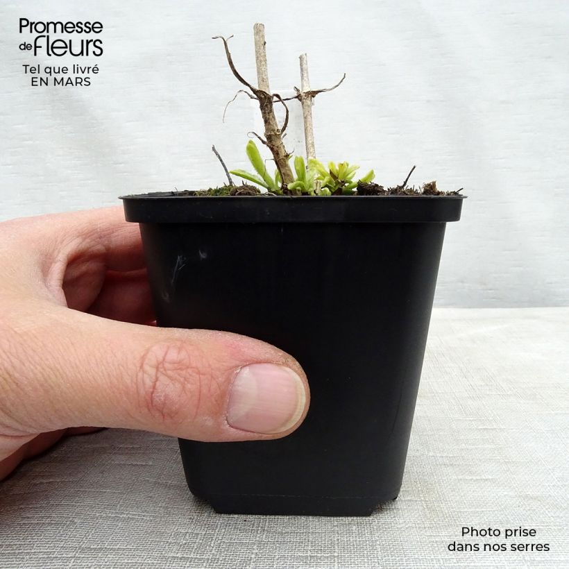 Exemplar von Ähriger Ehrenpreis Icicle - Veronica spicata Kleine Töpfe von 8/9 cm wie im Frühjahr geliefert