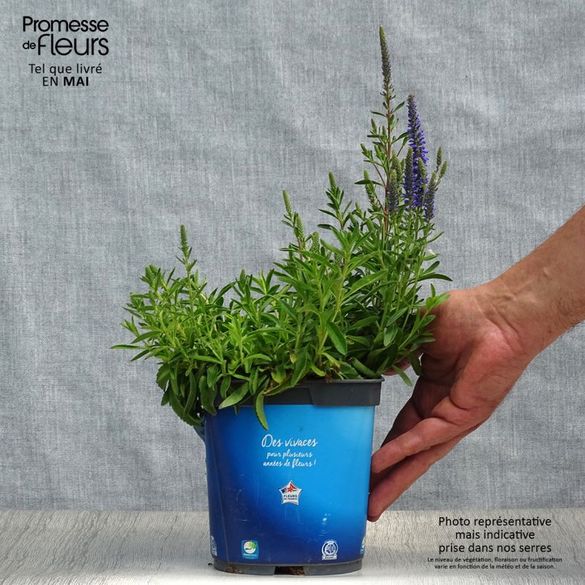 Example of Ähriger Ehrenpreis Nana Blue - Veronica spicata Topf mit 2L/3L as you get in printemps