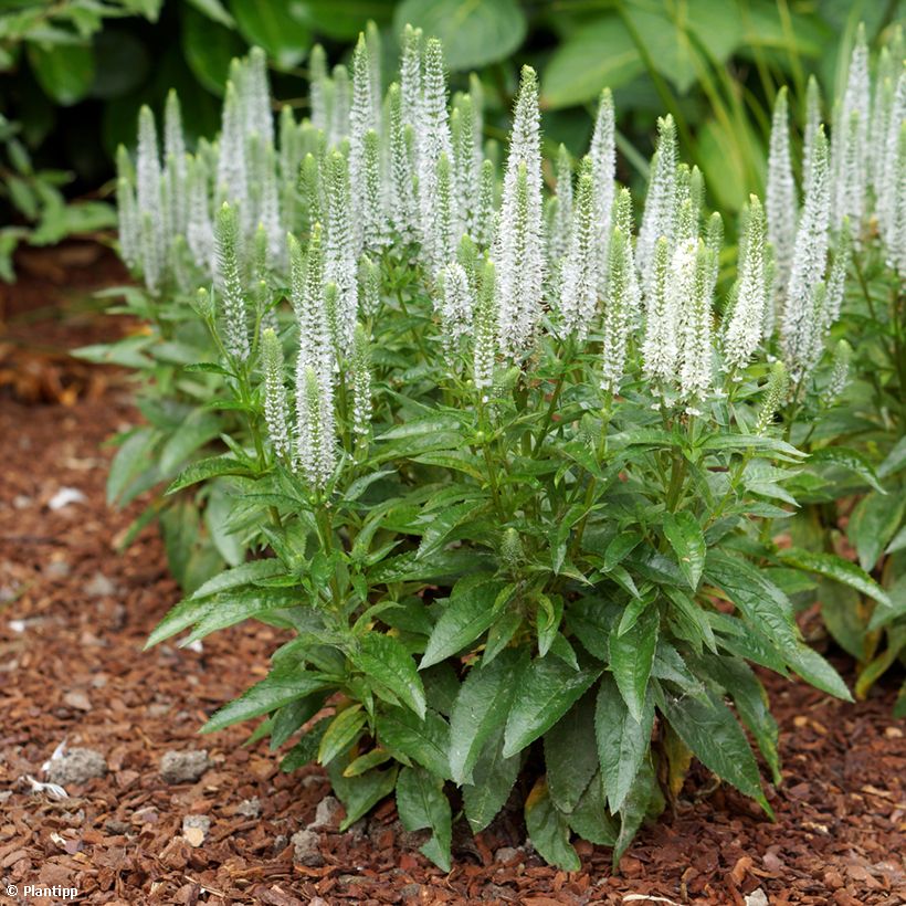 Ähriger Ehrenpreis Snow Candles - Veronica spicata (Wuchs)