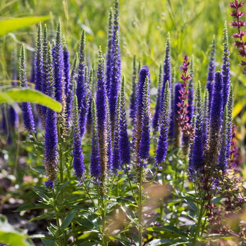Ähriger Ehrenpreis Ulster Blue Dwarf - Veronica spicata (Wuchs)