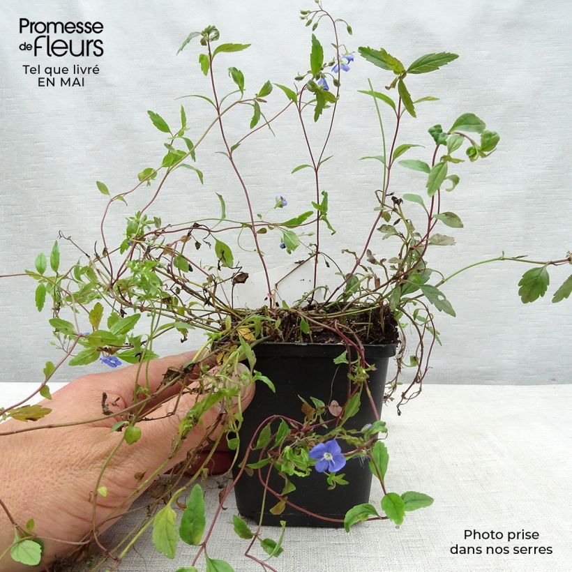 Exemplar von Ehrenpreis Georgia Blue - Veronica umbrosa Kleine Töpfe von 8/9 cm wie im Frühjahr geliefert