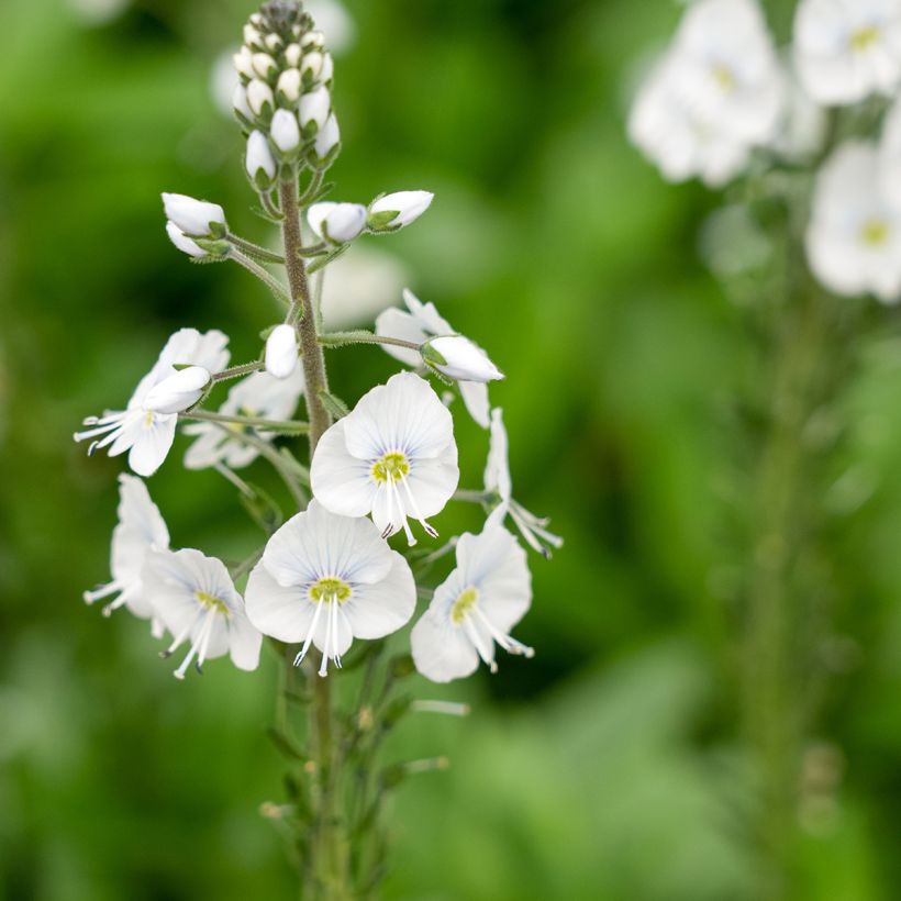 Veronica gentianoides Tissington White - Enzianblättriger Ehrenpreis (Blüte)
