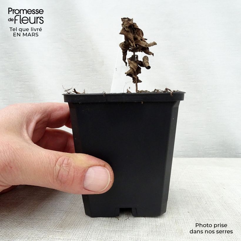 Example of Veronicastrum virginicum Adoration - Virginischer Arzneiehrenpreis Kleine Töpfe von 8/9 cm as you get in printemps