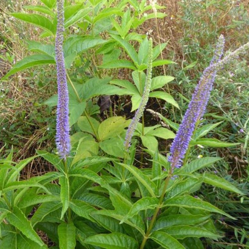Veronicastrum virginicum Apollo - Virginischer Arzneiehrenpreis (Wuchs)
