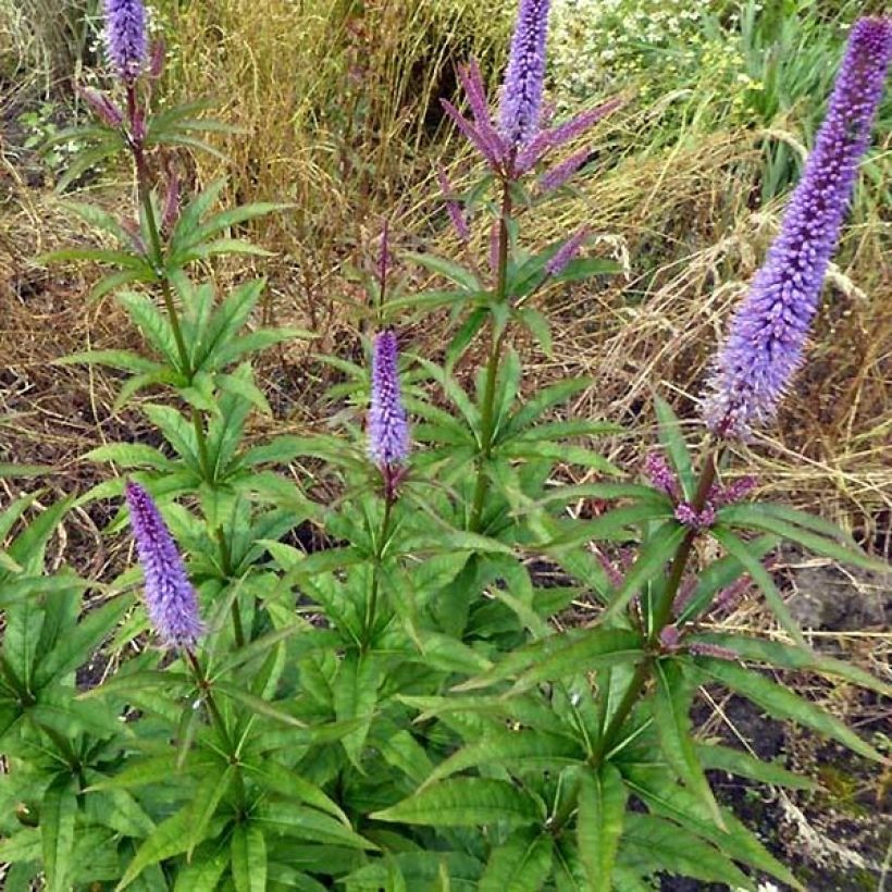 Veronicastrum virginicum Cupid - Virginischer Arzneiehrenpreis (Plant habit)