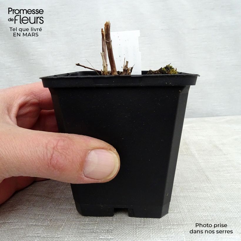 Example of Veronicastrum virginicum Cupid - Virginischer Arzneiehrenpreis Kleine Töpfe von 8/9 cm as you get in printemps