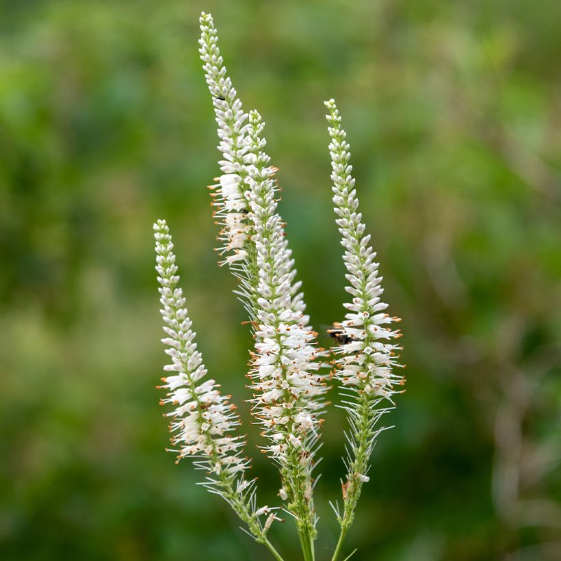 Veronicastrum virginicum Diane - Virginischer Arzneiehrenpreis (Blüte)