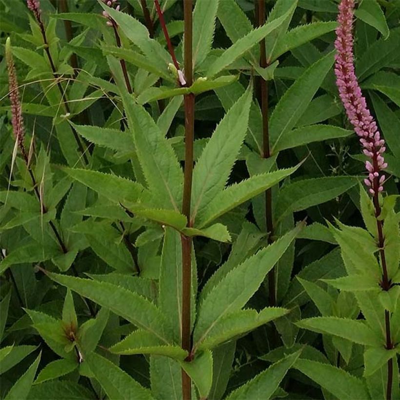 Veronicastrum virginicum Erica - Virginischer Arzneiehrenpreis (Foliage)