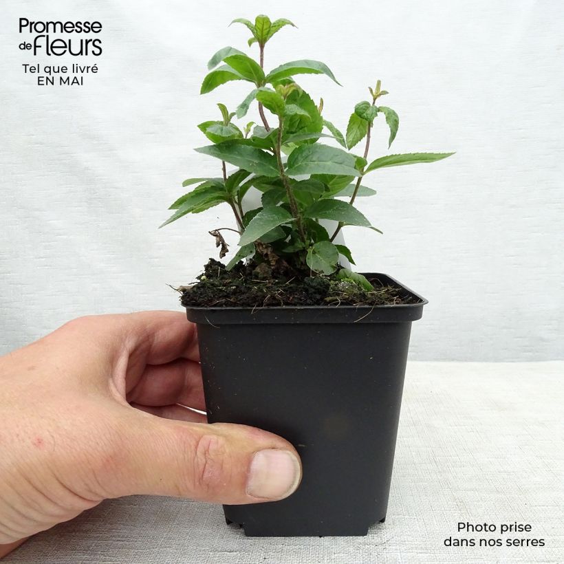 Example of Veronicastrum virginicum Erica - Virginischer Arzneiehrenpreis Kleine Töpfe von 8/9 cm as you get in printemps