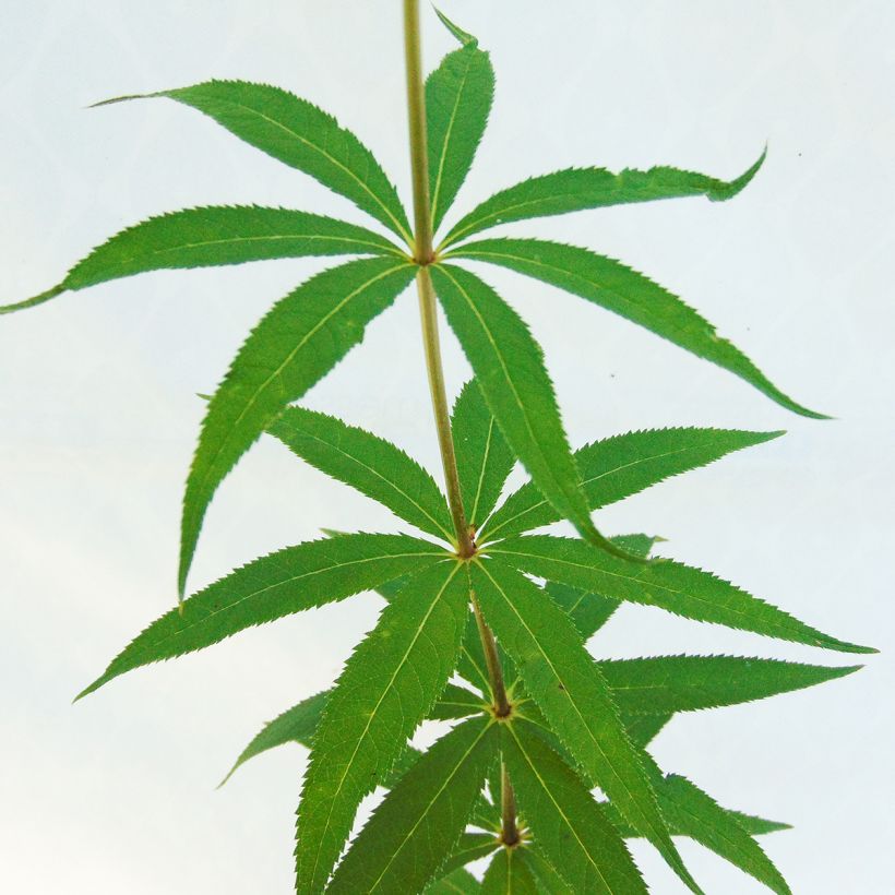 Veronicastrum virginicum Fascination - Virginischer Arzneiehrenpreis (Foliage)
