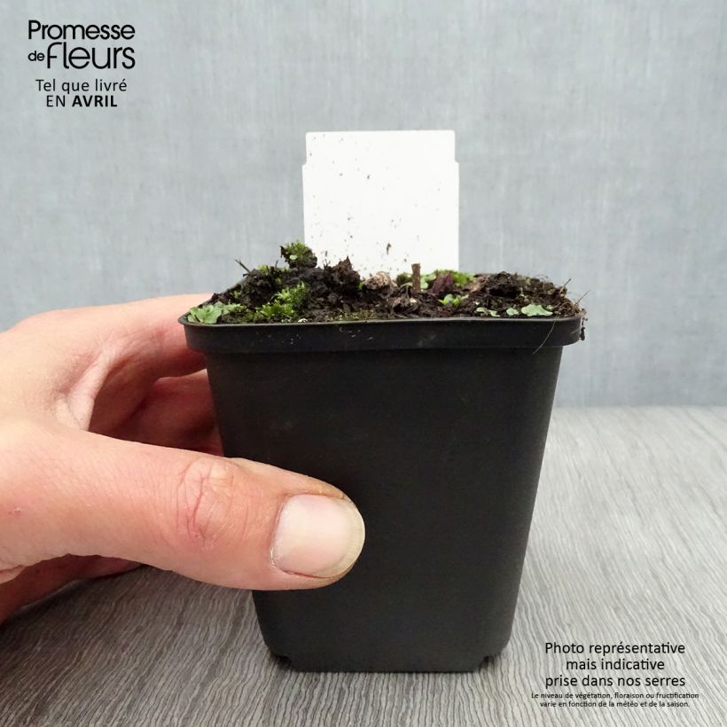 Example of Veronicastrum virginicum Fascination - Virginischer Arzneiehrenpreis Kleine Töpfe von 8/9 cm as you get in printemps