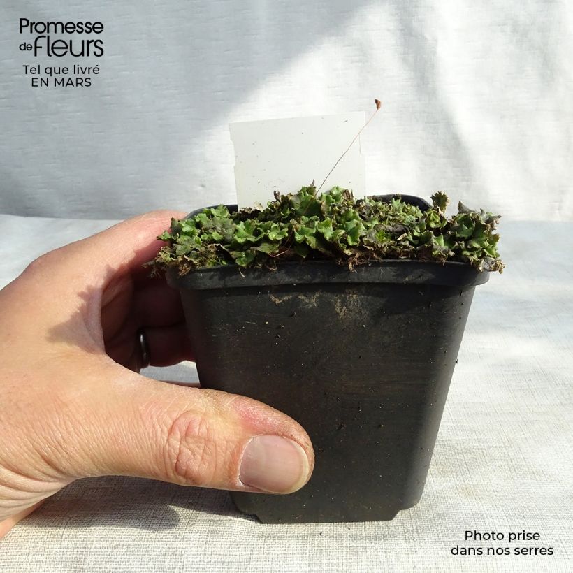 Exemplar von Veronicastrum virginicum Green Tip - Virginischer Arzneiehrenpreis Kleine Töpfe von 8/9 cm wie im Winter geliefert