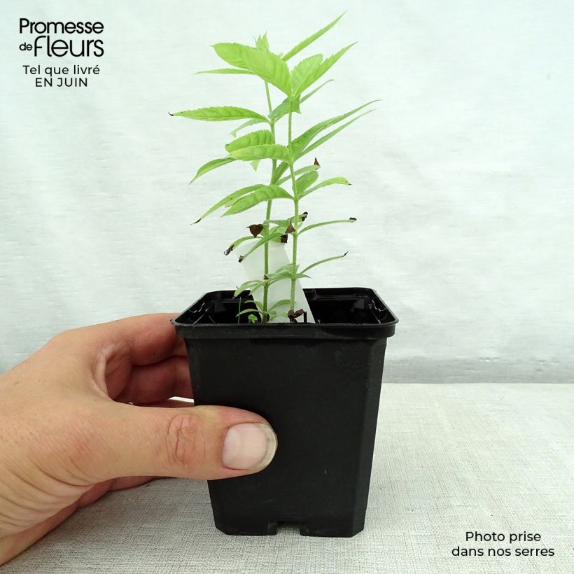 Exemplar von Veronicastrum virginicum Spring Dew - Virginischer Arzneiehrenpreis Kleine Töpfe von 8/9 cm wie im Sommer geliefert