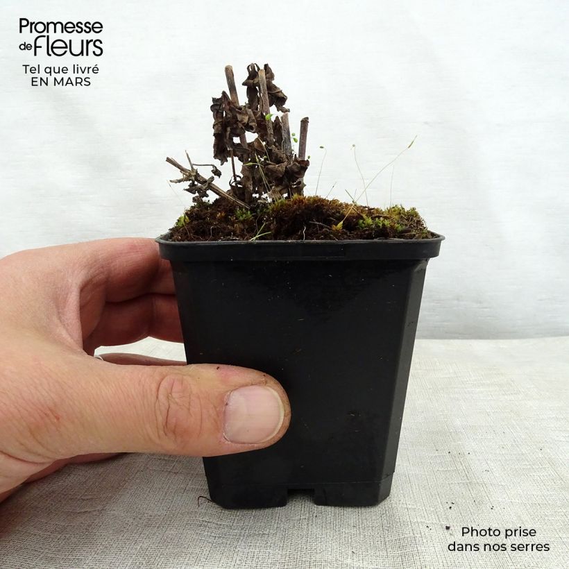 Exemplar von Veronicastrum virginicum Temptation - Virginischer Arzneiehrenpreis Kleine Töpfe von 8/9 cm wie im Frühjahr geliefert