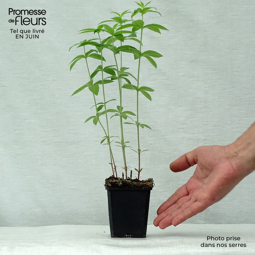 Exemplar von Veronicastrum virginicum Temptation - Virginischer Arzneiehrenpreis Kleine Töpfe von 8/9 cm wie im Sommer geliefert