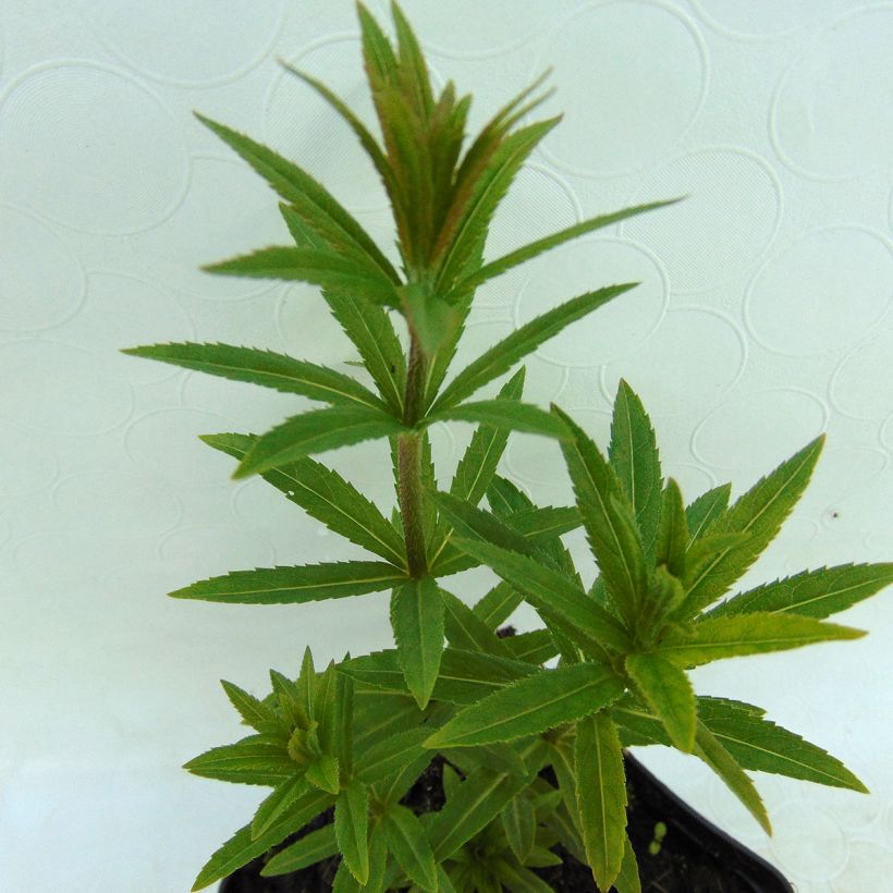 Veronicastrum virginicum var. album - Virginischer Arzneiehrenpreis (Foliage)