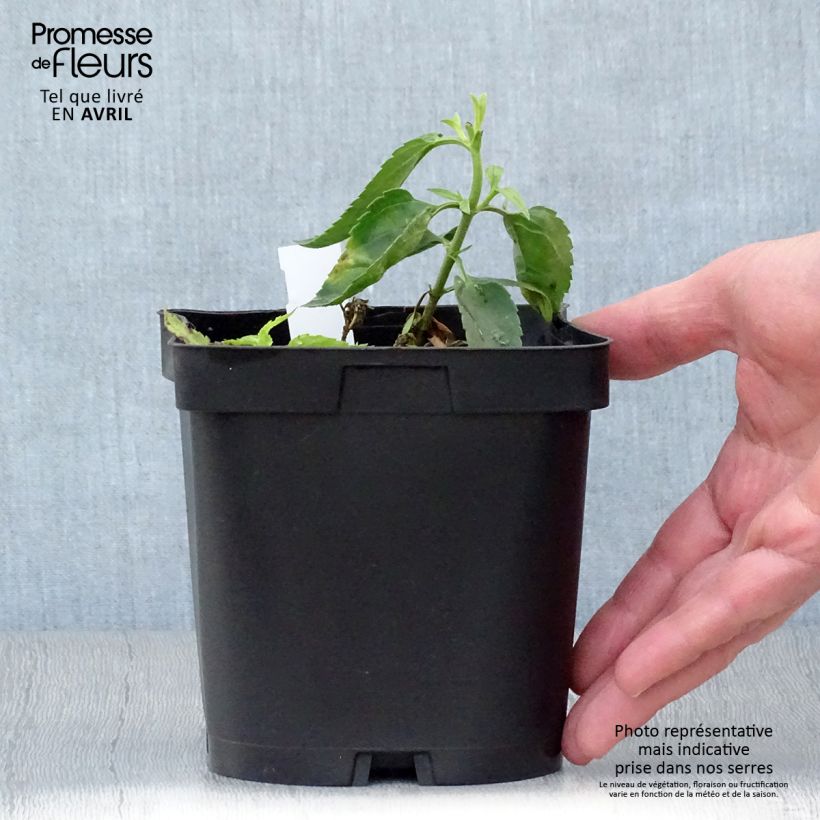 Example of Veronicastrum virginicum var. album - Virginischer Arzneiehrenpreis Topf mit 2L/3L as you get in printemps