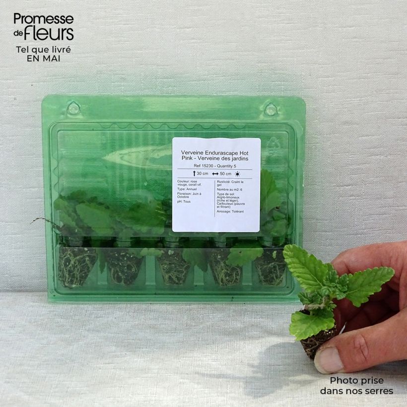 Example of Verbene Endurascape Hot Pink Mini-Plug Ø 3/4 cm as you get in printemps