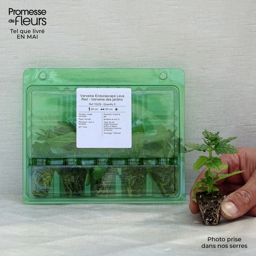 Example of Verbene Endurascape Lava Red Mini-Plug Ø 3/4 cm as you get in printemps