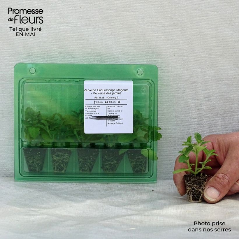 Example of Verbene Endurascape Magenta Mini-Plug Ø 3/4 cm as you get in printemps