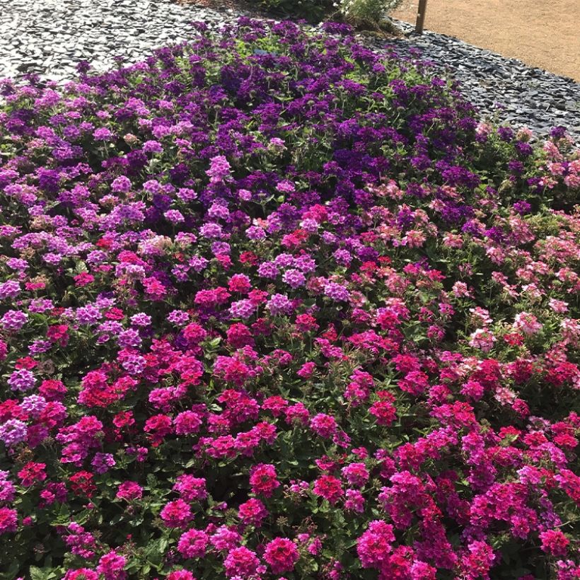 Verbene Endurascape Magenta (Plant habit)