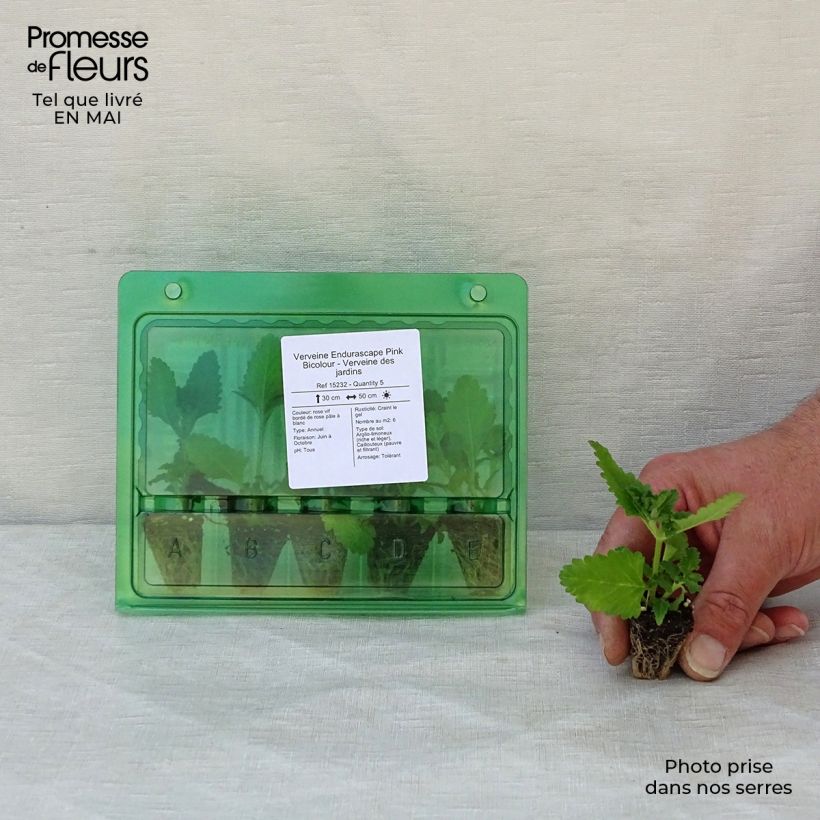 Exemplar von Verbene Endurascape Pink Bicolour Mini-Plug Ø 3/4 cm wie im Frühjahr geliefert