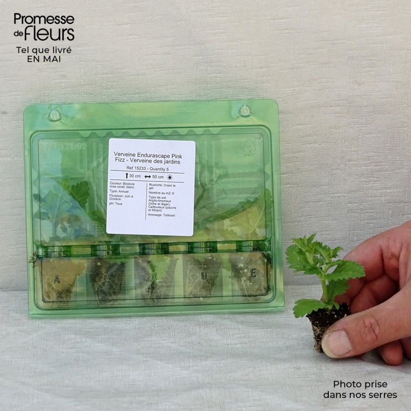 Example of Verbene Endurascape Pink Fizz Mini-Plug Ø 3/4 cm as you get in printemps