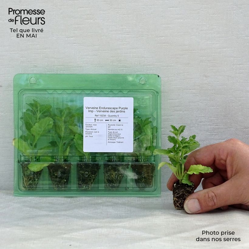 Example of Verbene Endurascape Purple Imp Mini-Plug Ø 3/4 cm as you get in printemps