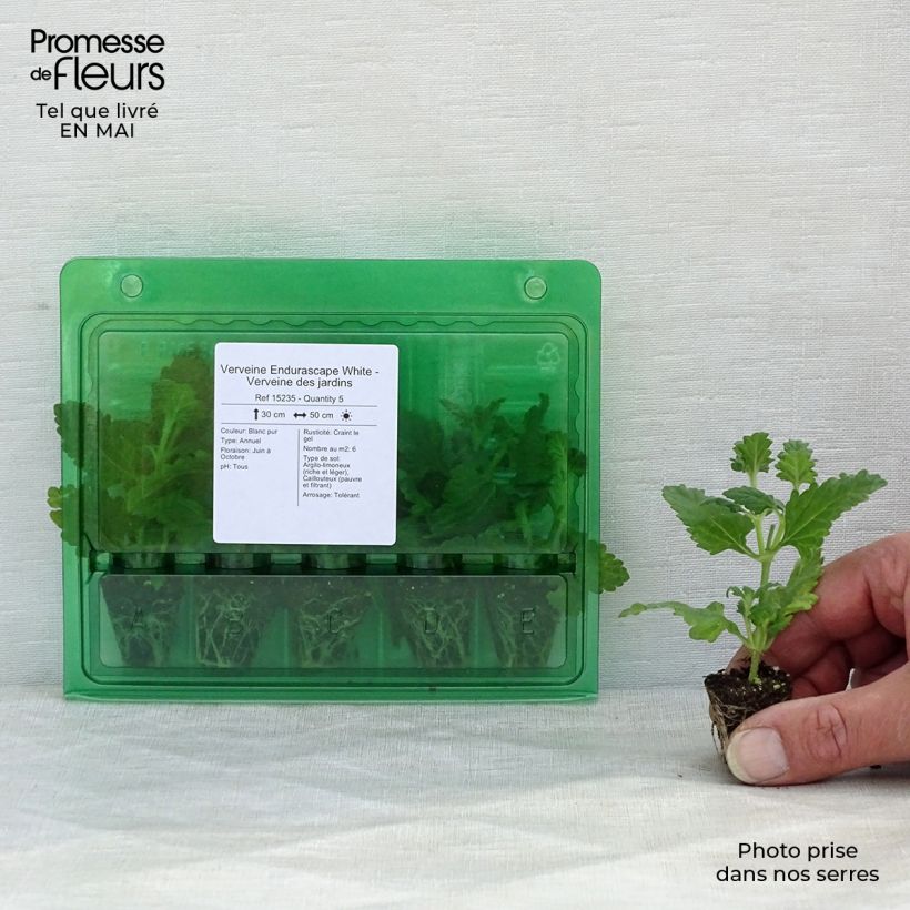 Exemplar von Verbene Endurascape White Mini-Plug Ø 3/4 cm wie im Frühjahr geliefert