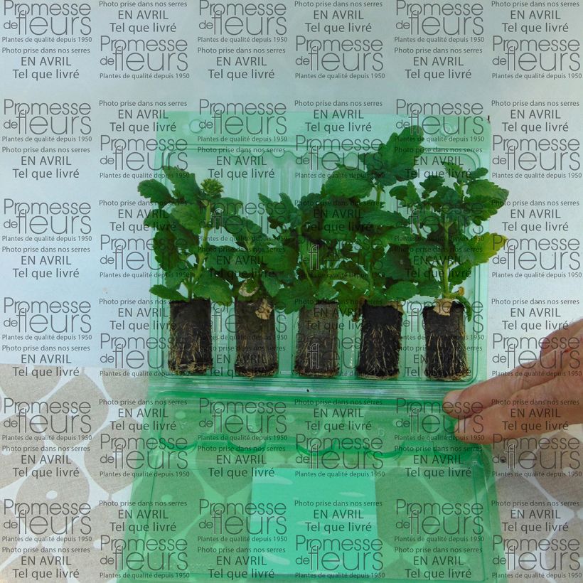 Example of Verbene Estrella Merlot Star. Mini-Plug Ø 3/4 cm as you get