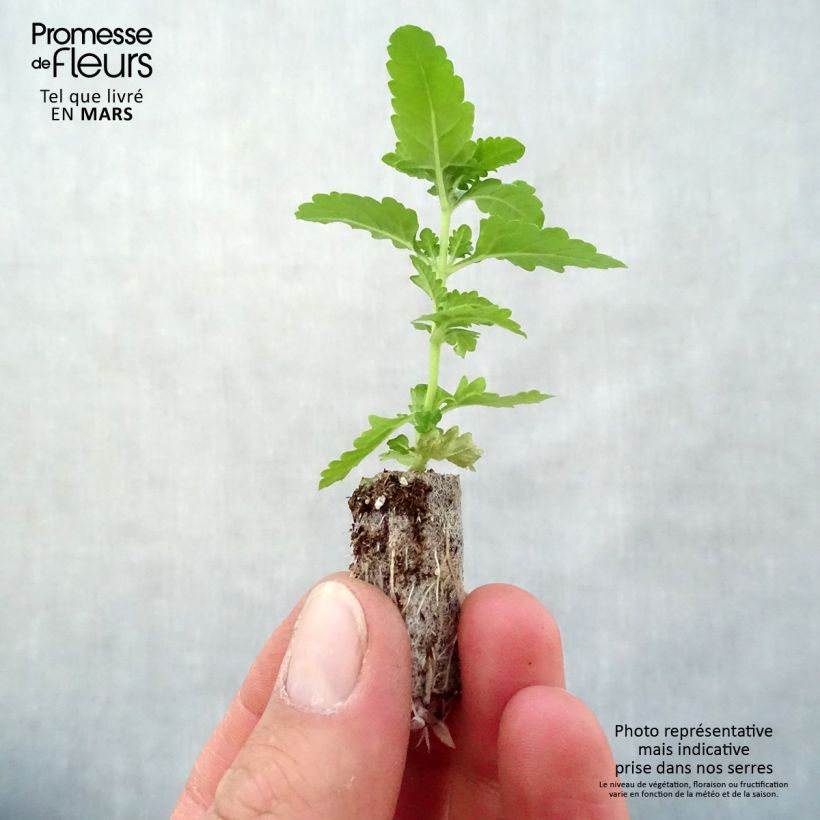 Exemplar von Verbene Estrella Voodoo Red Star Mini-Plug Ø 3/4 cm wie im Frühjahr geliefert