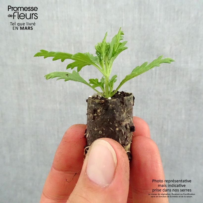 Exemplar von Verbene Lavender White Mini-Plug Ø 1,5/2,5 cm wie im Frühjahr geliefert