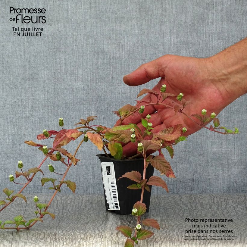 Exemplar von Aztekisches Süßkraut - Lippia dulcis Kleine Töpfe von 7/8 cm wie im Sommer geliefert