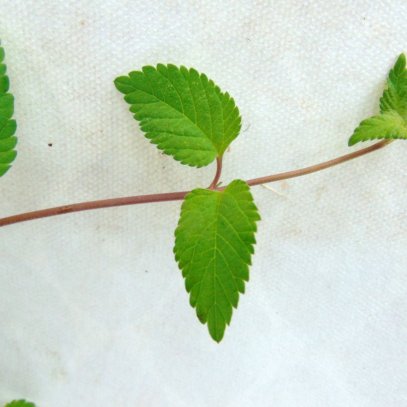 Aztekisches Süßkraut - Lippia dulcis (Laub)