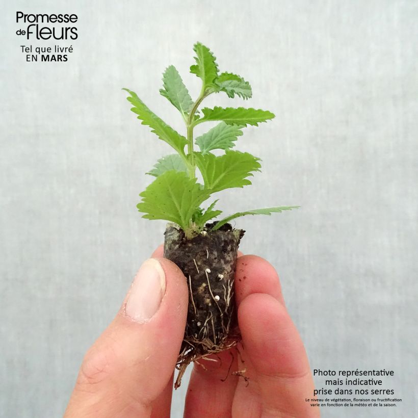 Exemplar von Verbene Superbena Coral Star Mini-Plug Ø 1,5/2,5 cm wie im Frühjahr geliefert