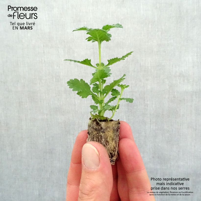 Exemplar von Verbene Superbena Royale Peachy Keen Mini-Plug Ø 1,5/2,5 cm wie im Frühjahr geliefert