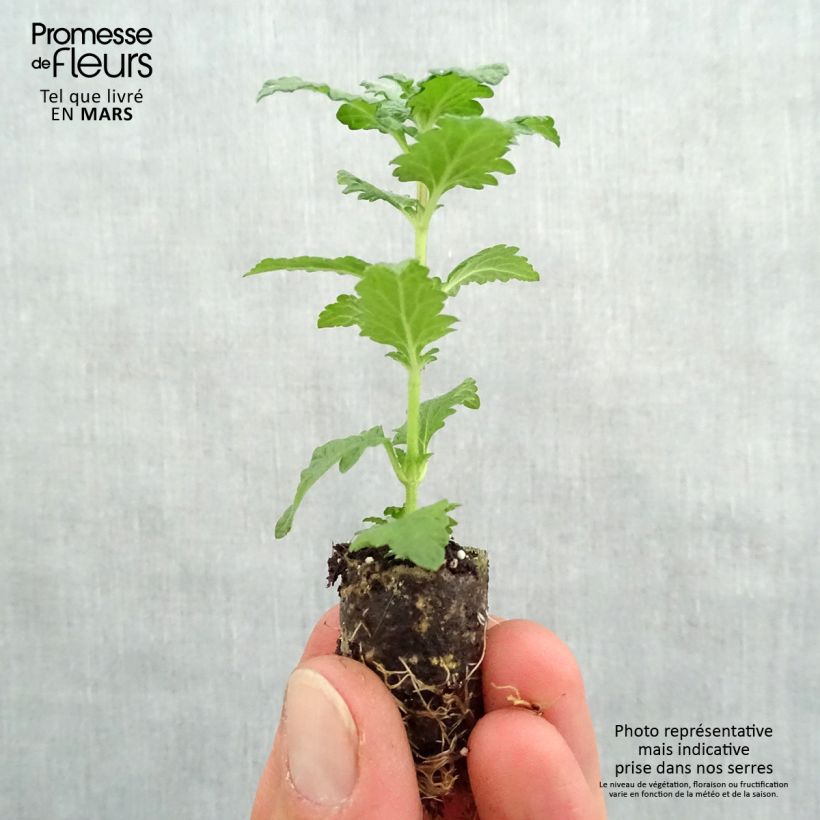 Exemplar von Verbene Superbena Royale Red Mini-Plug Ø 1,5/2,5 cm wie im Frühjahr geliefert