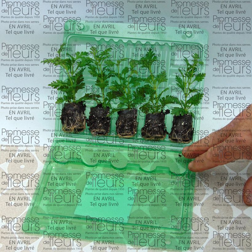 Example of Verbene Estrella Pink Ballet Mini-Plug Ø 3/4 cm as you get