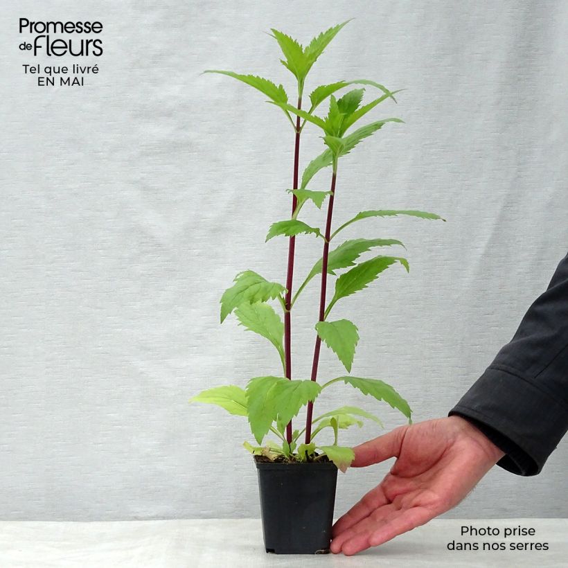 Exemplar von Verbena hastata Rosea - Lanzen-Eisenkraut Kleine Töpfe von 8/9 cm wie im Frühjahr geliefert