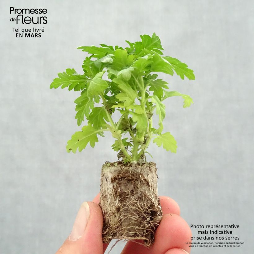 Example of Verbene Virgo Burgundy Mini-Plug Ø 3/4 cm as you get in printemps