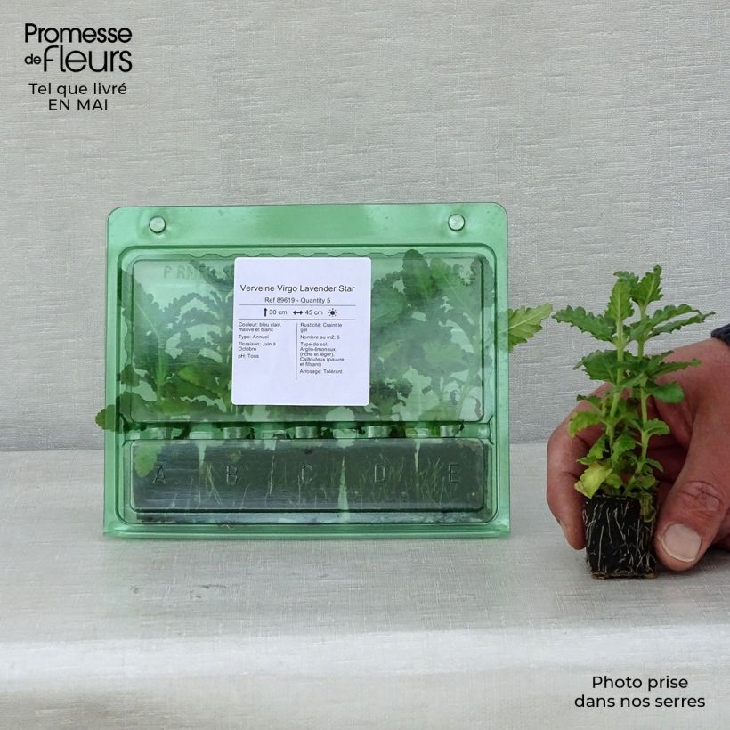 Exemplar von Verbene Virgo Lavender Star Mini-Plug Ø 3/4 cm wie im Frühjahr geliefert